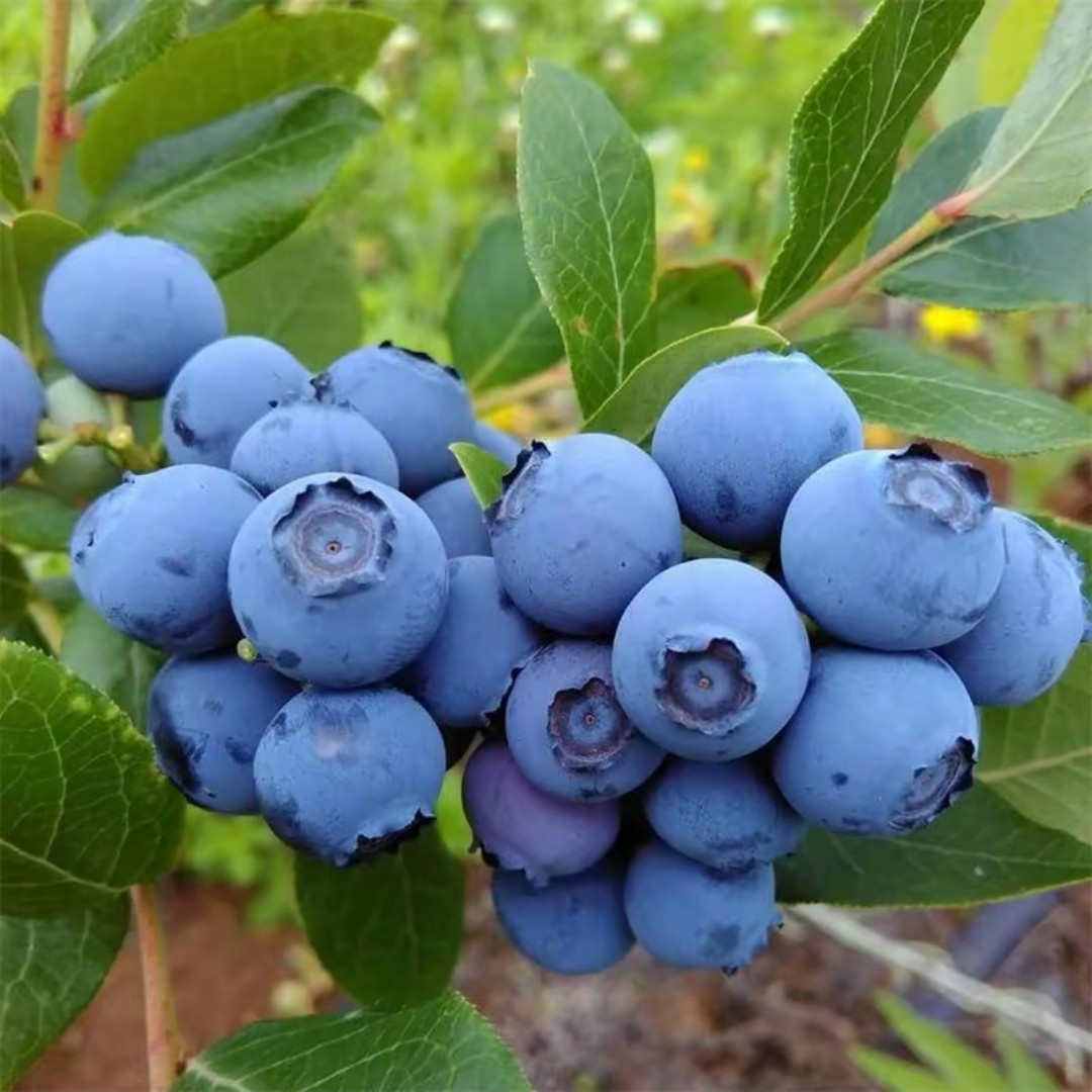秘鲁蓝莓鲜嫩多汁3斤装一件