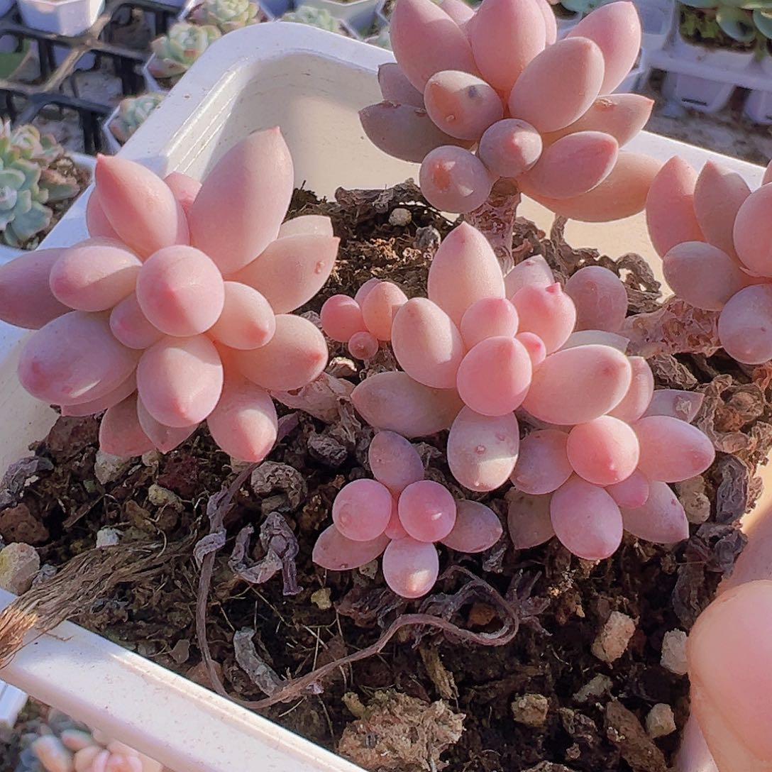 十厘米盆老桩婴儿手指