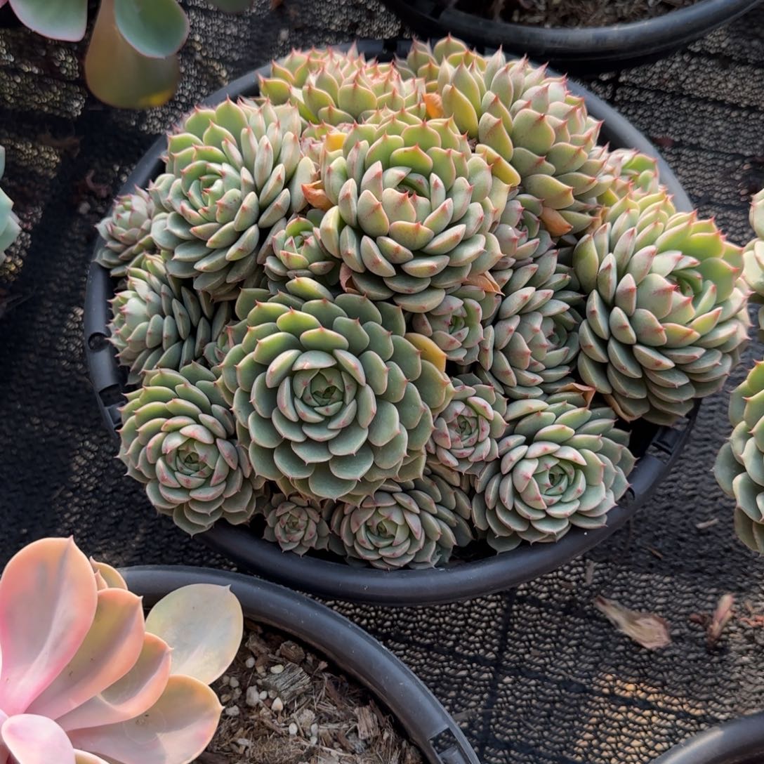 浅***唱无花朵苯巴大群生老桩