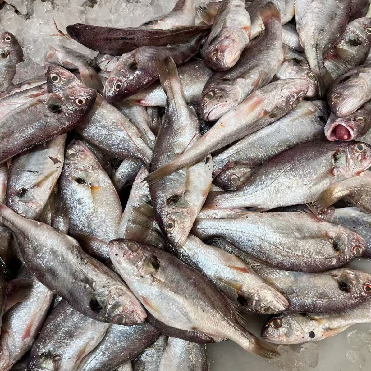 新鲜石头鱼 划仔鱼【4-6条/斤】顺丰包邮