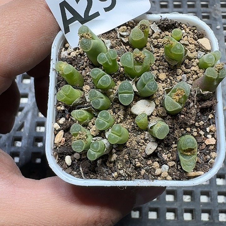 291 多肉植物多肉植物