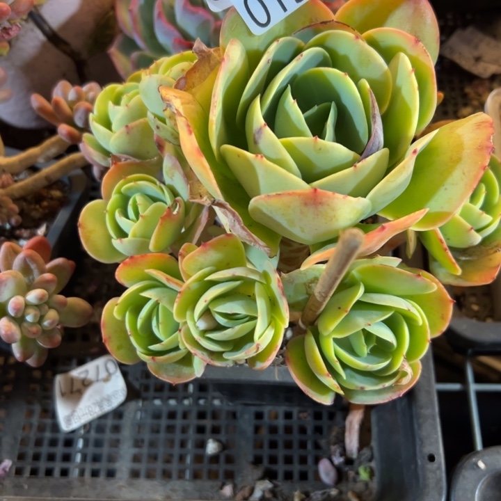 幸运的是我还在努力地生活