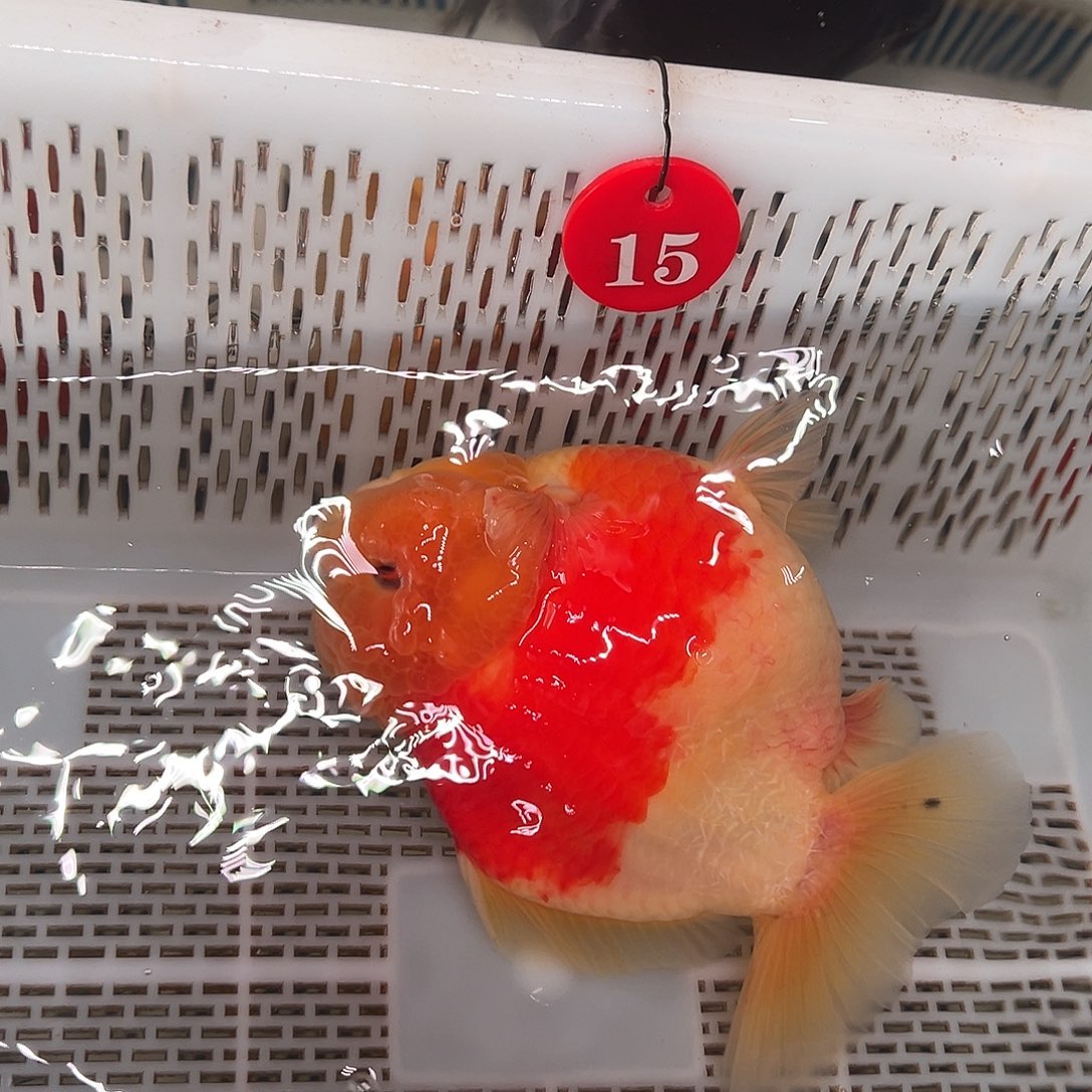 破***牛抖音上的小伙伴们都在说我的名字