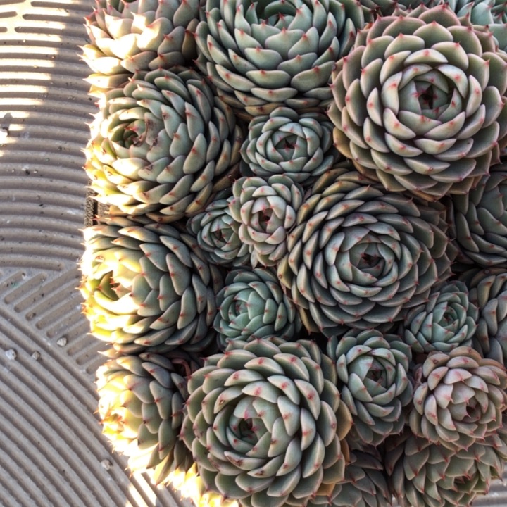 এ****93//////////////////