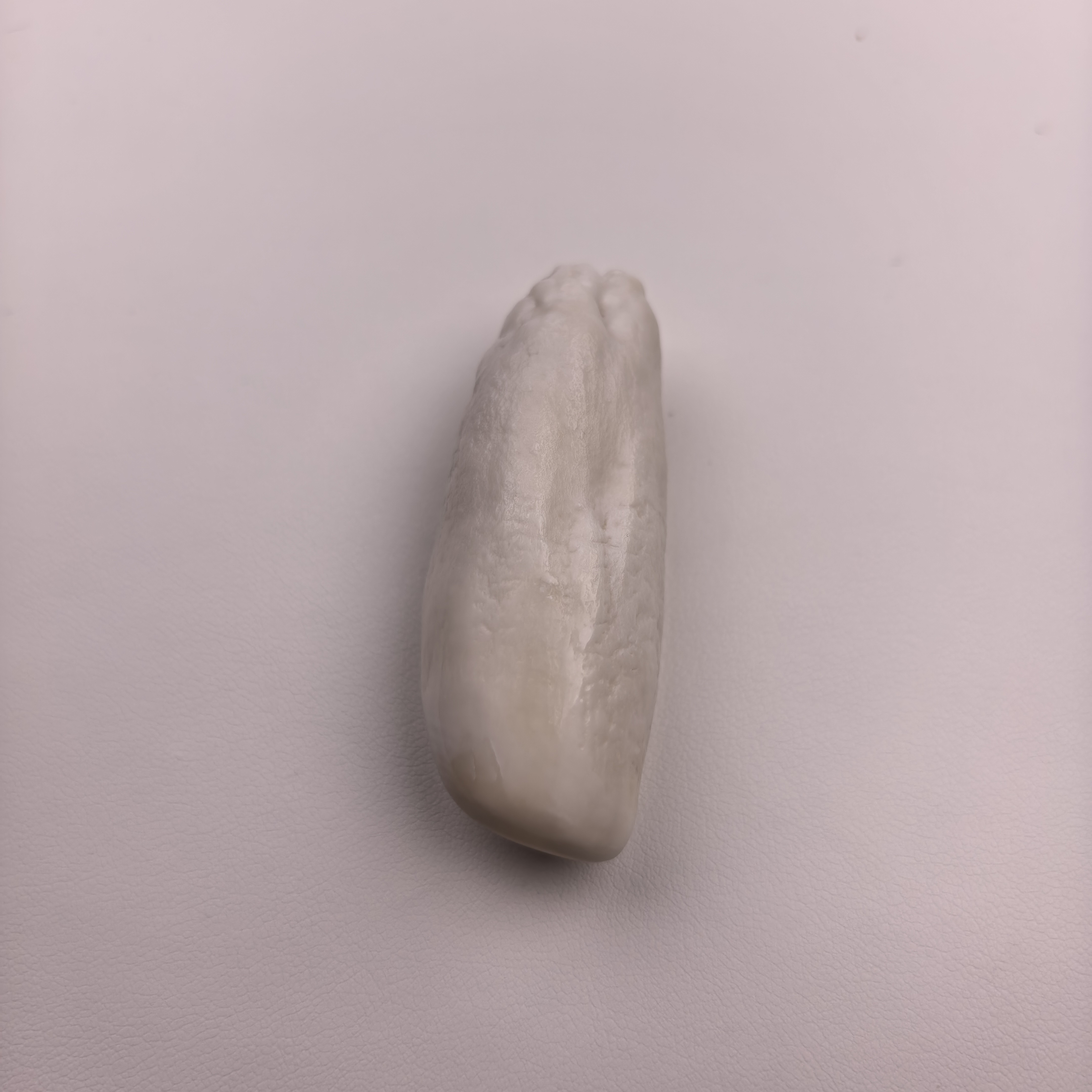 天然猛犸虬臼齿链接