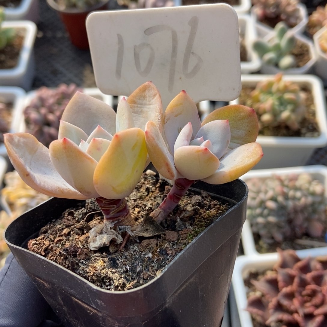 1076奶茶多肉植物保护