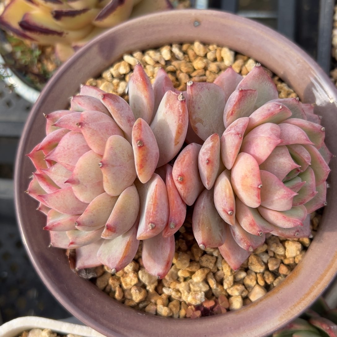 Sp 精控多肉一物一拍