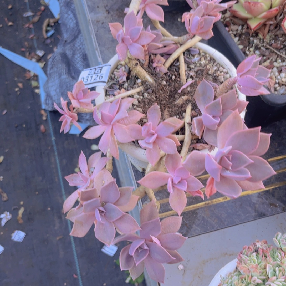 初恋03126多肉植物