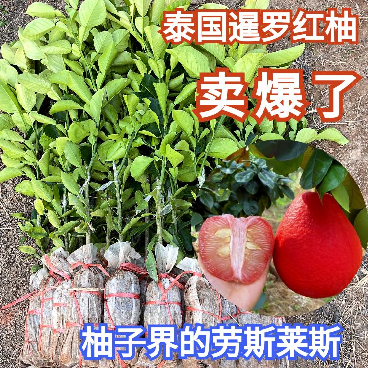 【1年苗】福利款泰国暹罗香水红柚嫁接树苗