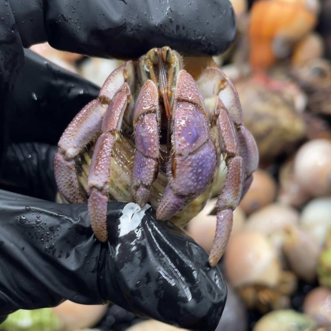 不退不换谢谢支持30