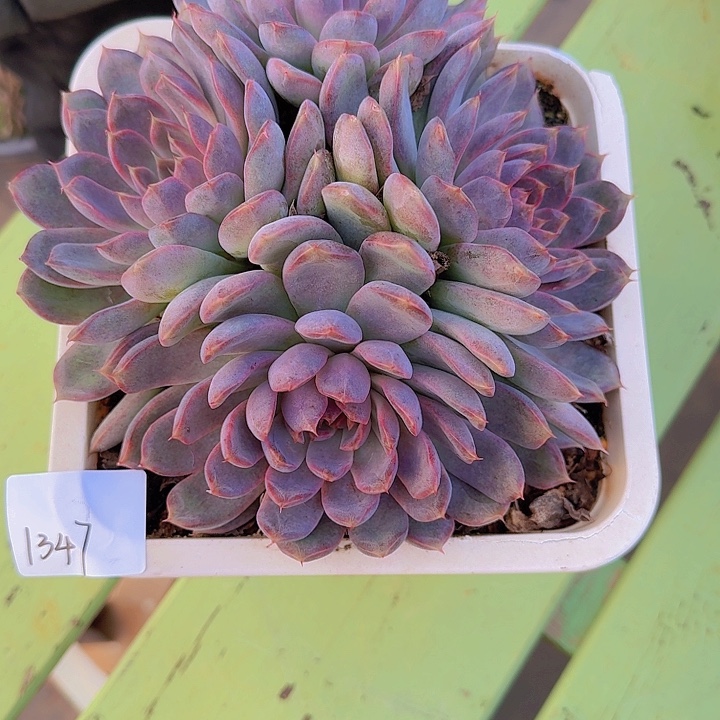 来***张1347杂交多肉植物
