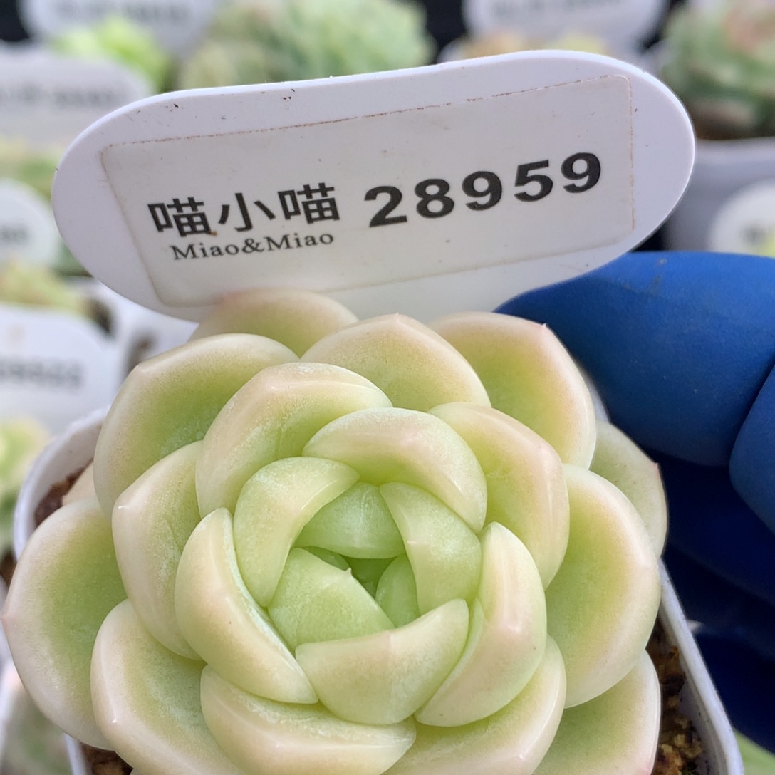 多肉植物杂交珍妮