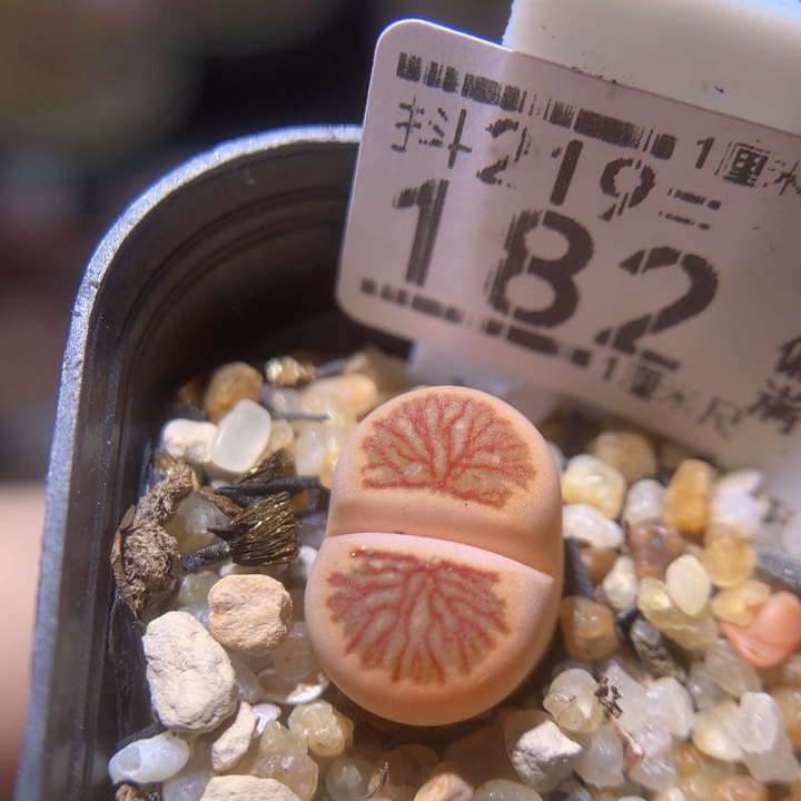 精品生石花219.182