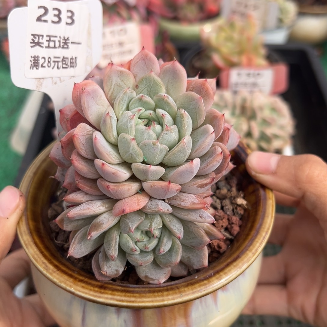 表妹精品多肉植物233.