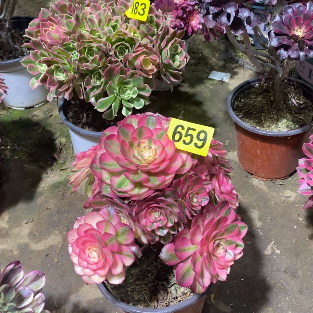 荔枝多肉法师659