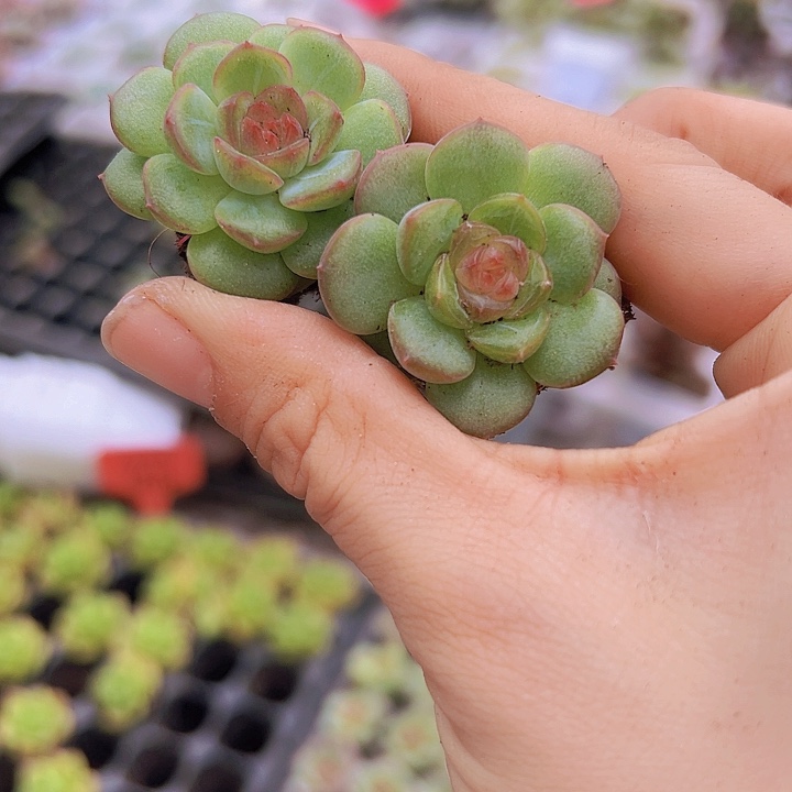 琴心苗3颗多肉植物
