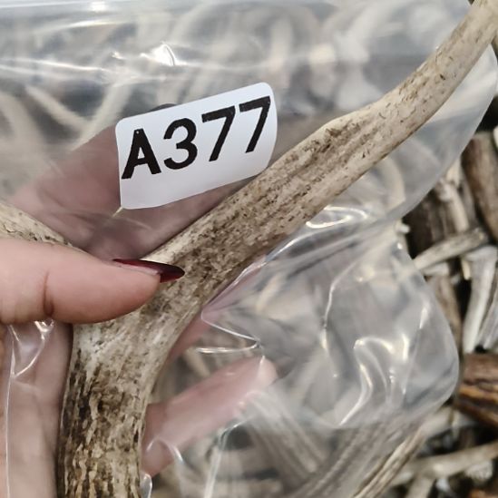 C***蛋鹿角鹿角鹿角鹿角鹿角