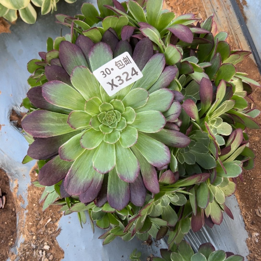 324莲花多肉法师