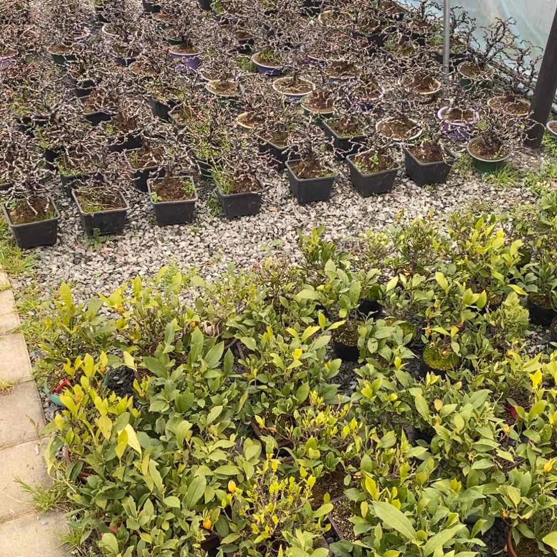 红陶红红火火过大年