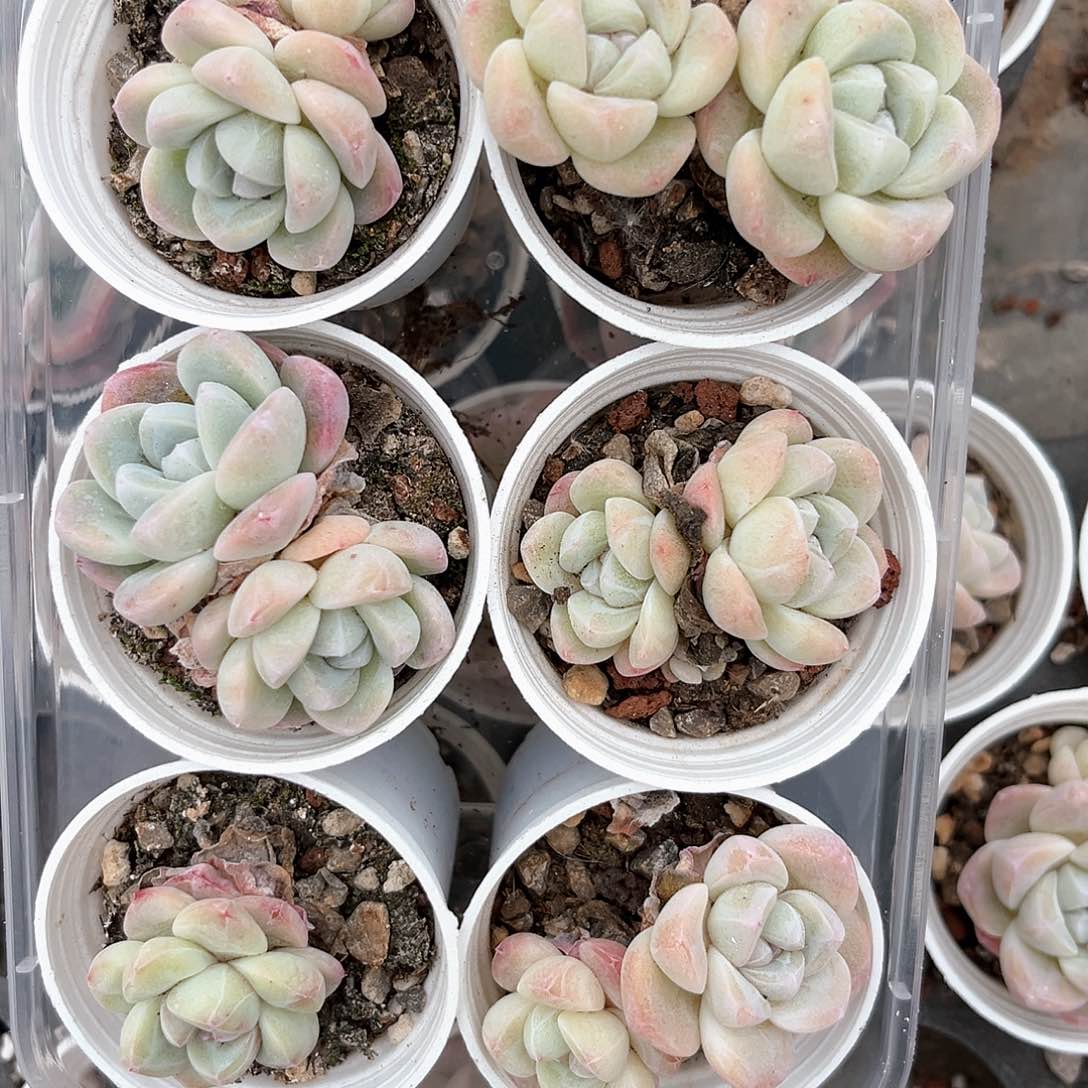 阿雅园艺。    3418