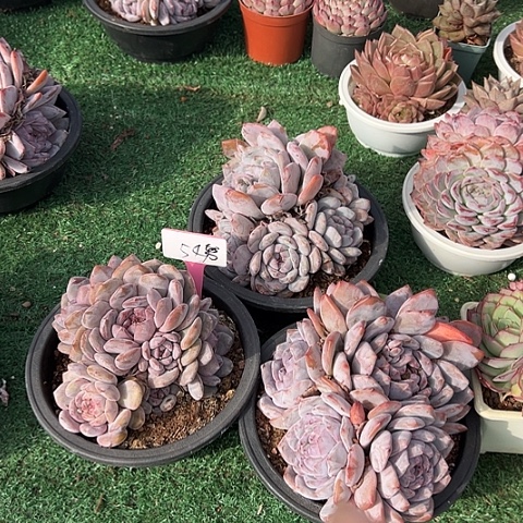 54石榴带盆3个多肉