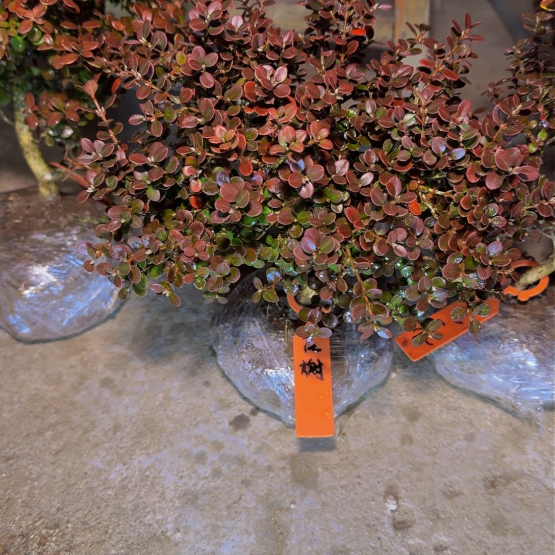 完全开放花****红安徽珍珠黄杨