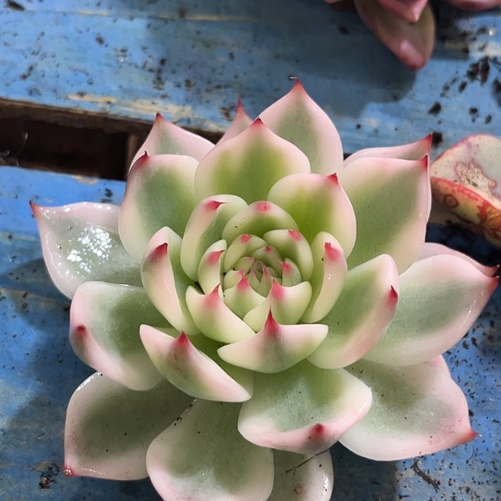 497吉娃娃腹轮锦炸多肉