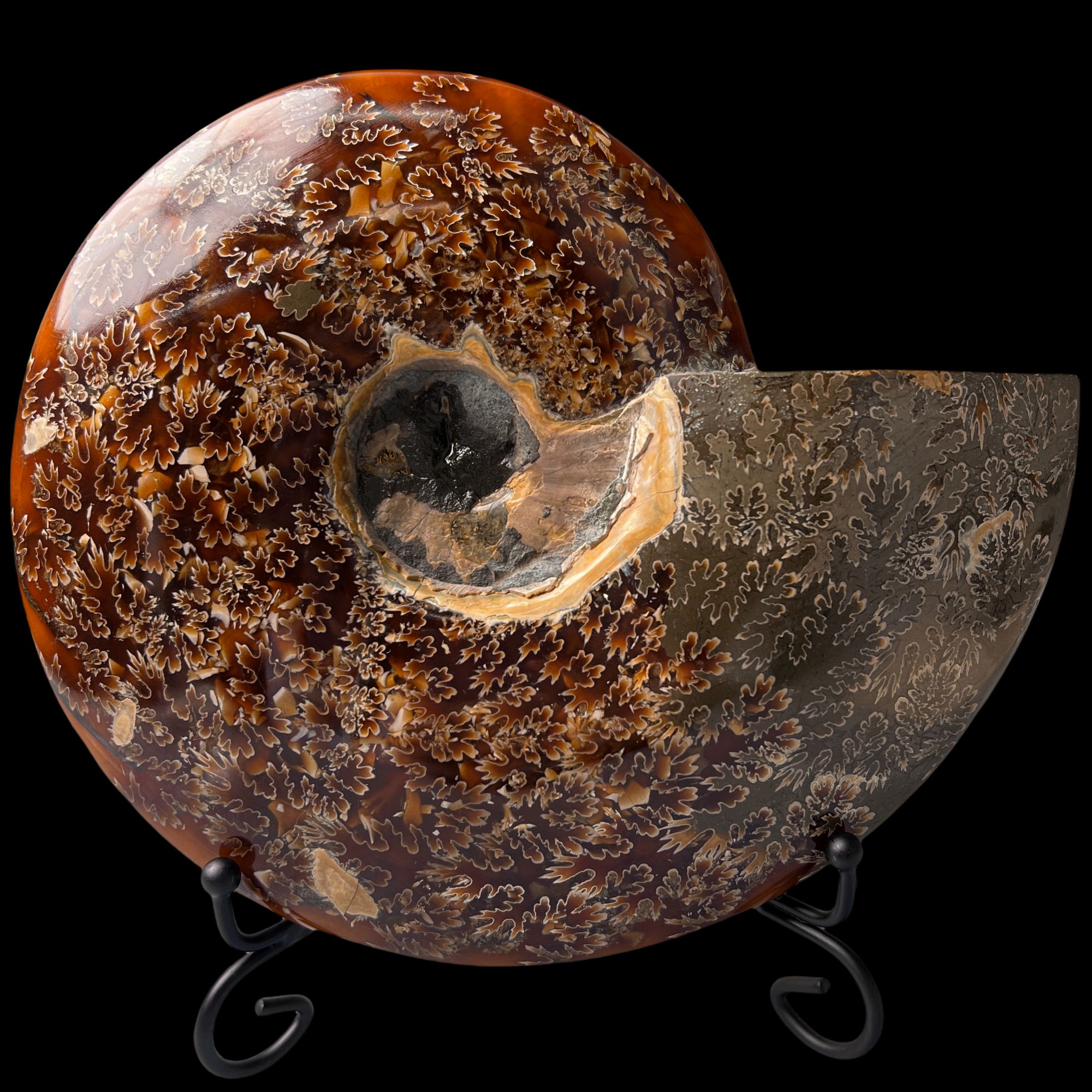 【 叶菊石（摆件）】大尺寸！205.5mm 玉化 马达加斯加 古贝壳 A1