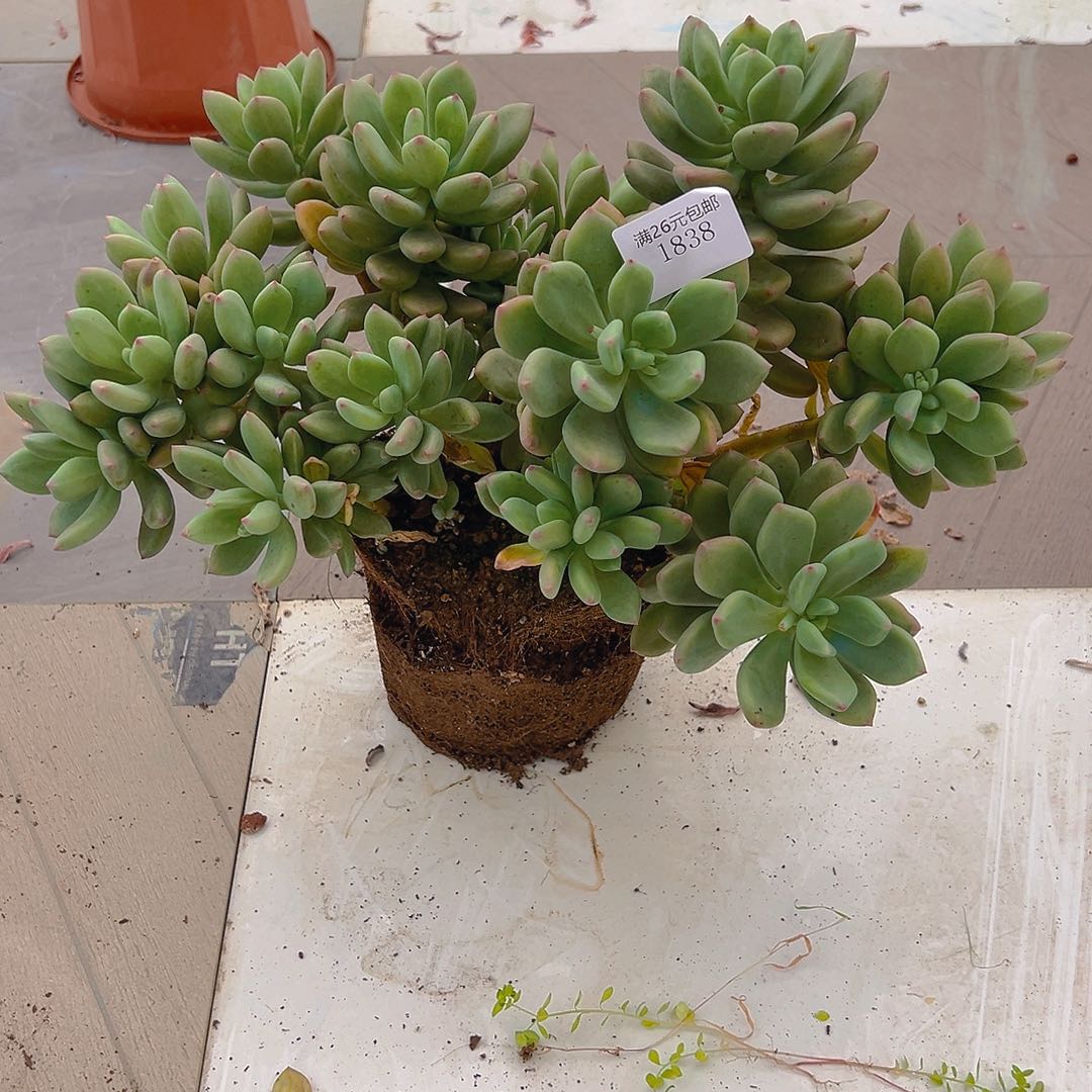 A***佳1838清星美人多肉植物