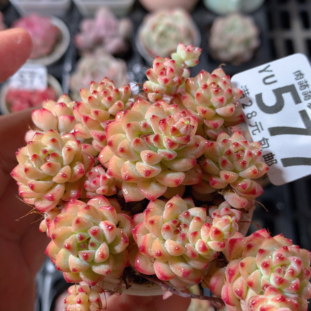 5CM拇指盆精控多肉YU577