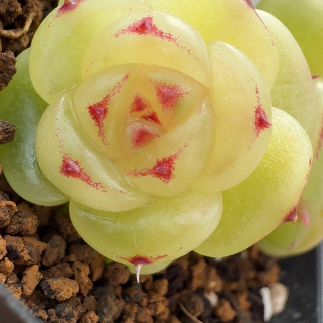 1218-1-宝拉双头f一颗不包整