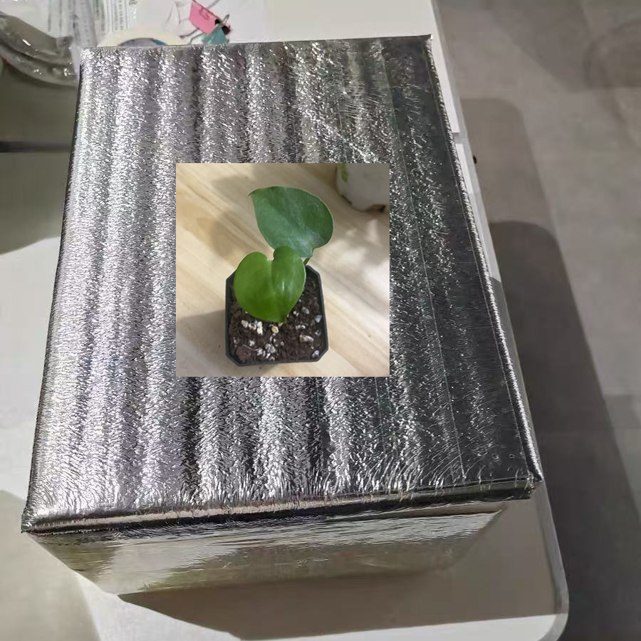 绿植拍保温链接5度-零下5度专拍