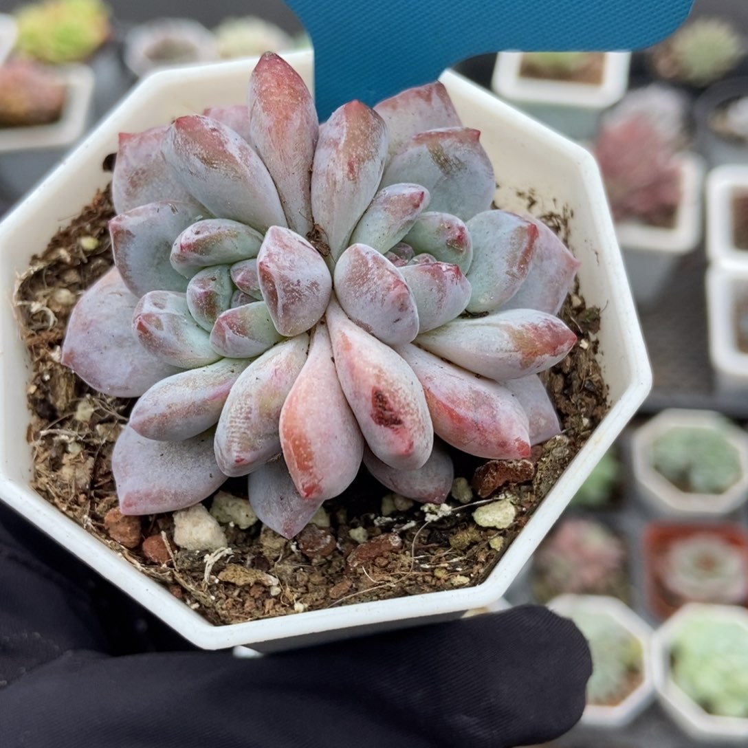 12星影石化多肉植物