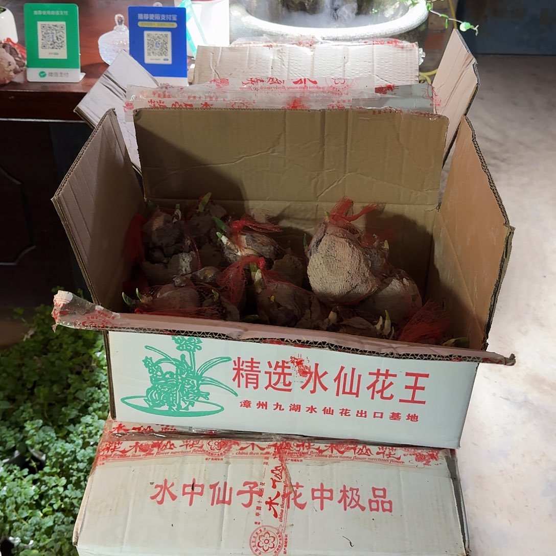 完全开放十个水仙花