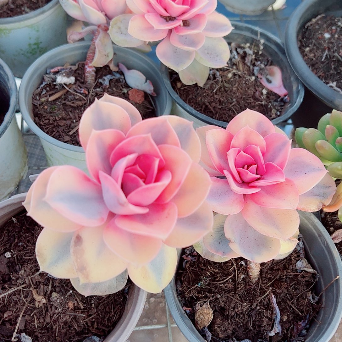 彩虹大单头精品特价二盆