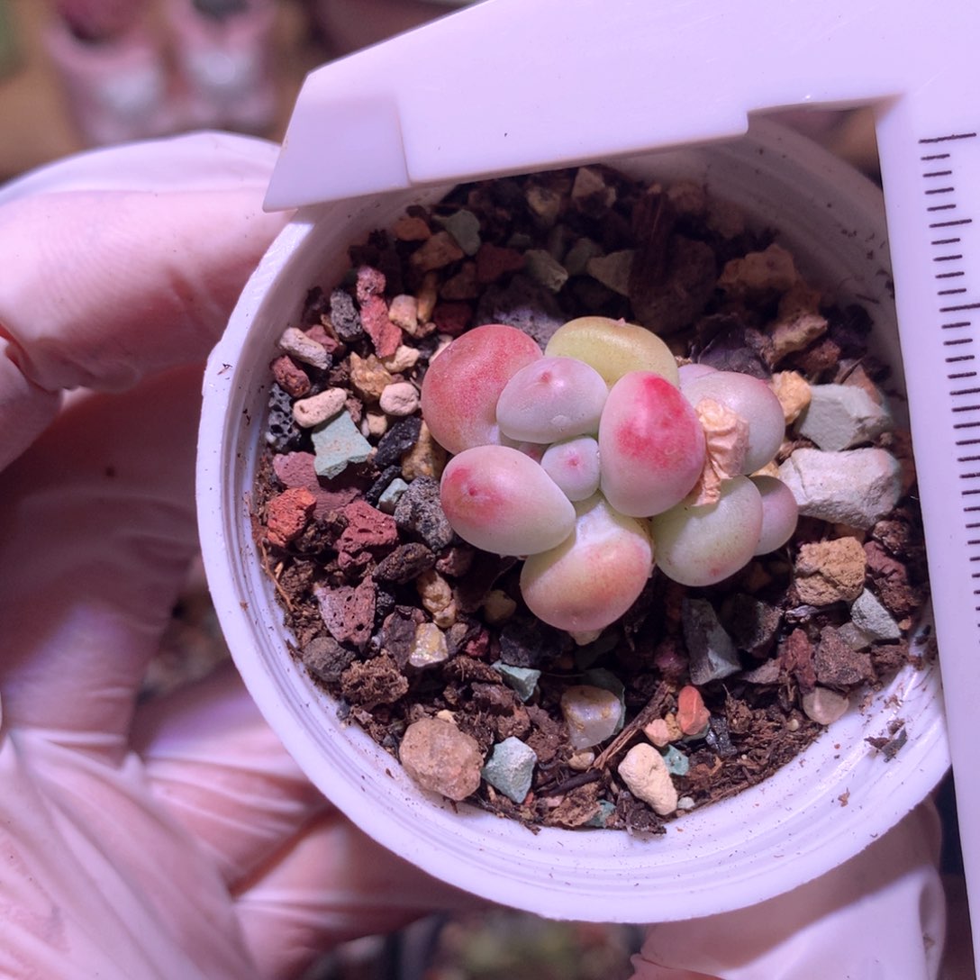 萤火虫奶酪多肉炫彩