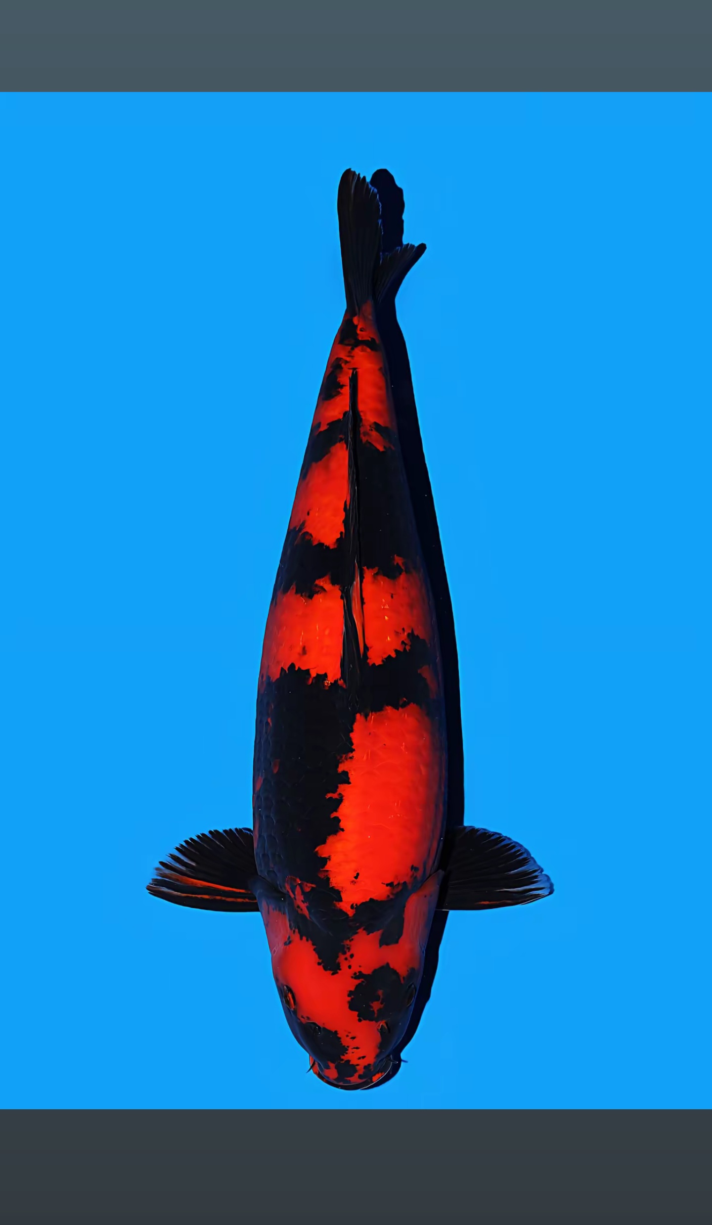 观赏鱼锦鲤红白三色冷水鱼鱼塘直发耐活招财鱼儿