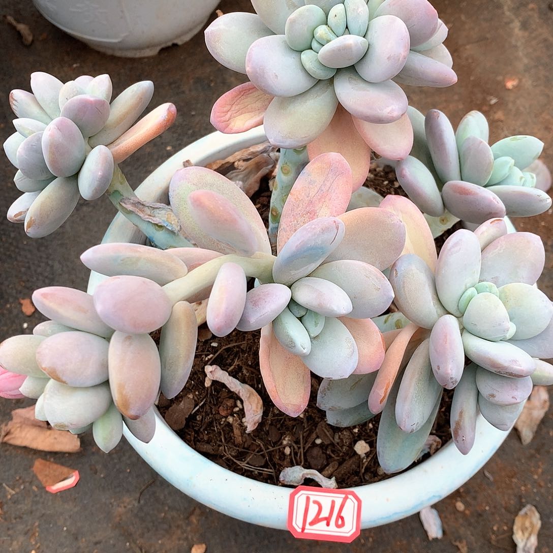 晓晓一物一拍雪美人1216