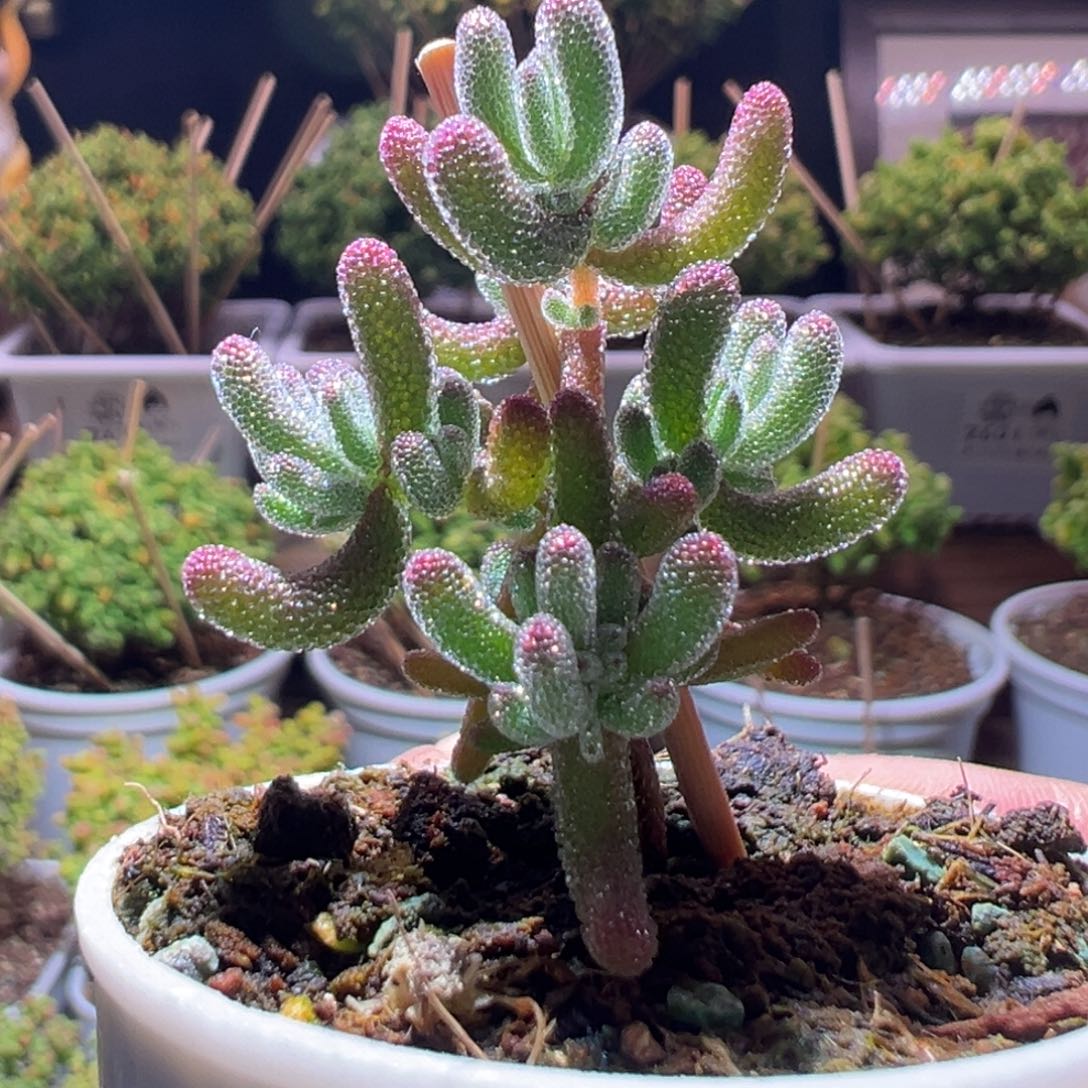 529冰晶杂一物一拍带盆土发货