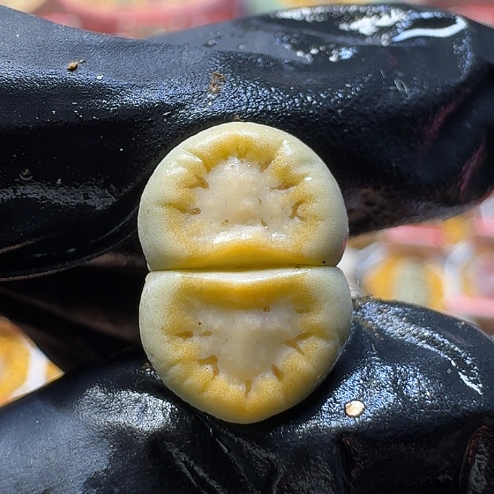 生石花111111。   115