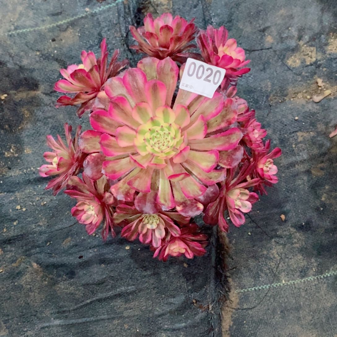 月蝉0020多肉1111