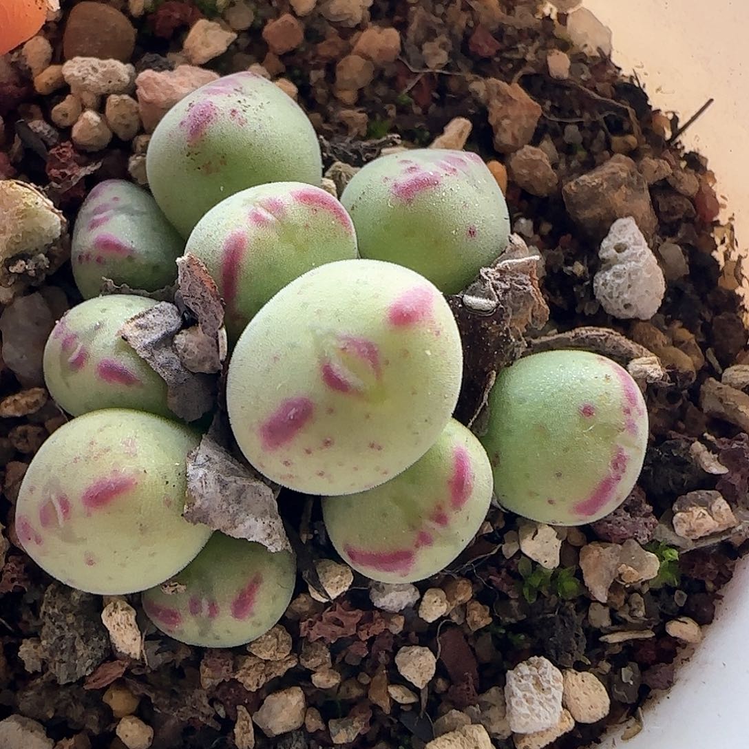 脱土发货哦25230