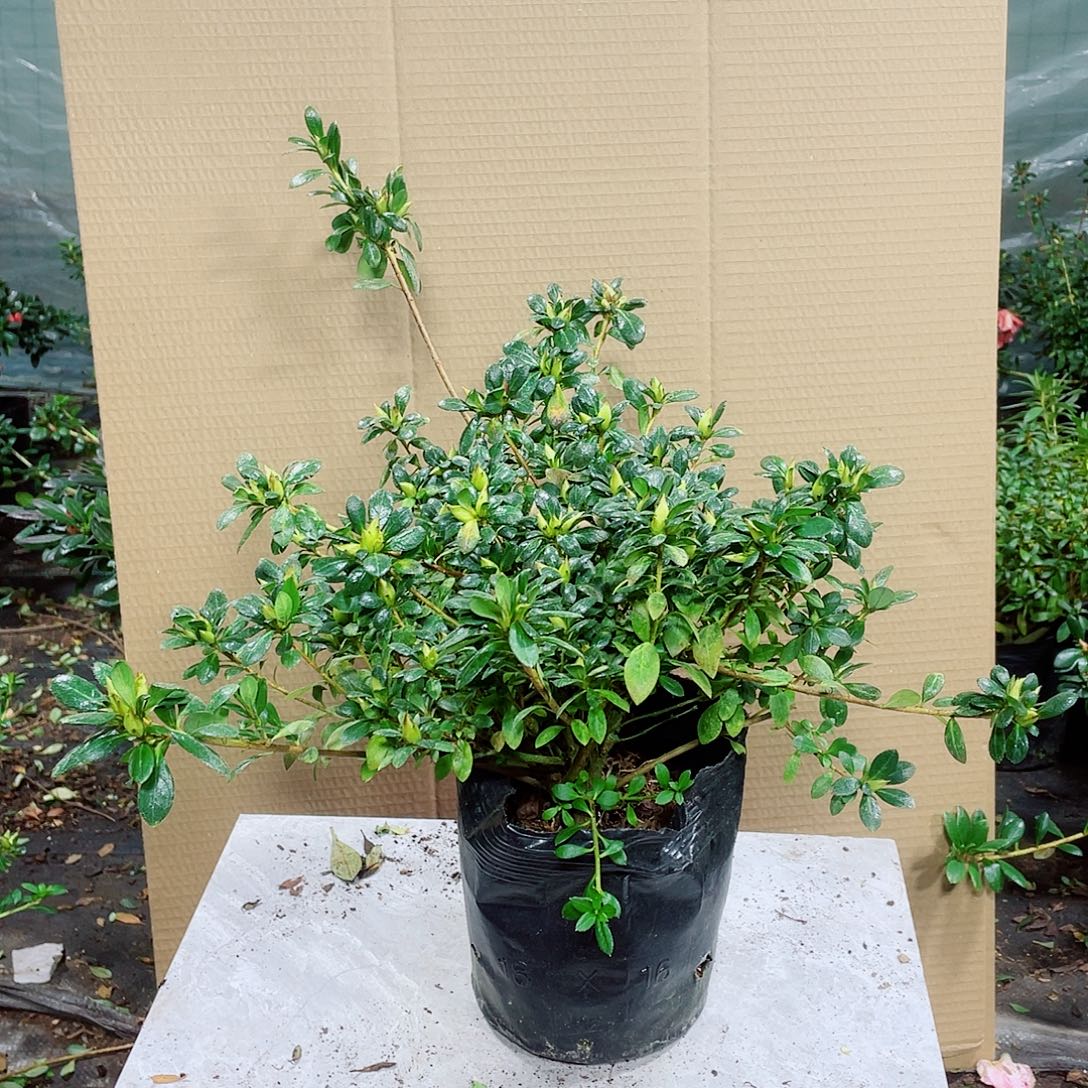 *****完全开放娟之舞杜鹃