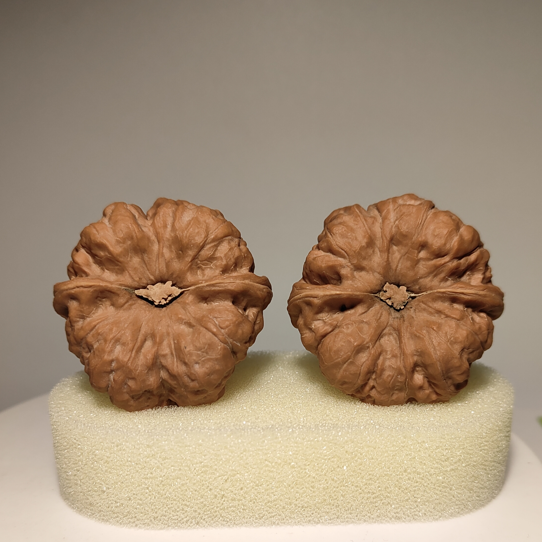 一物一图蛤蟆头文玩核桃全品无修