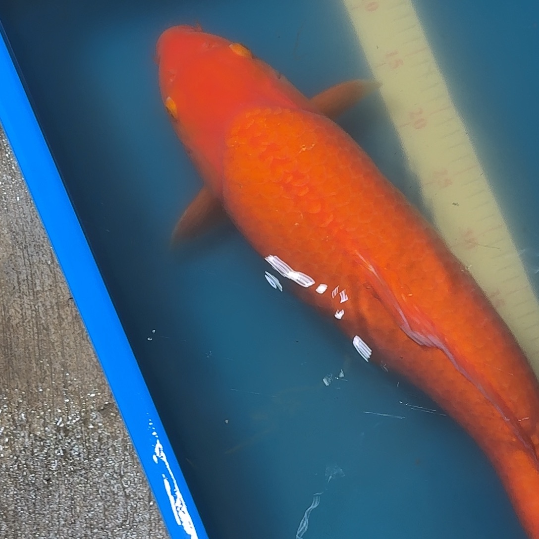 锦鲤锦鲤杀手介子