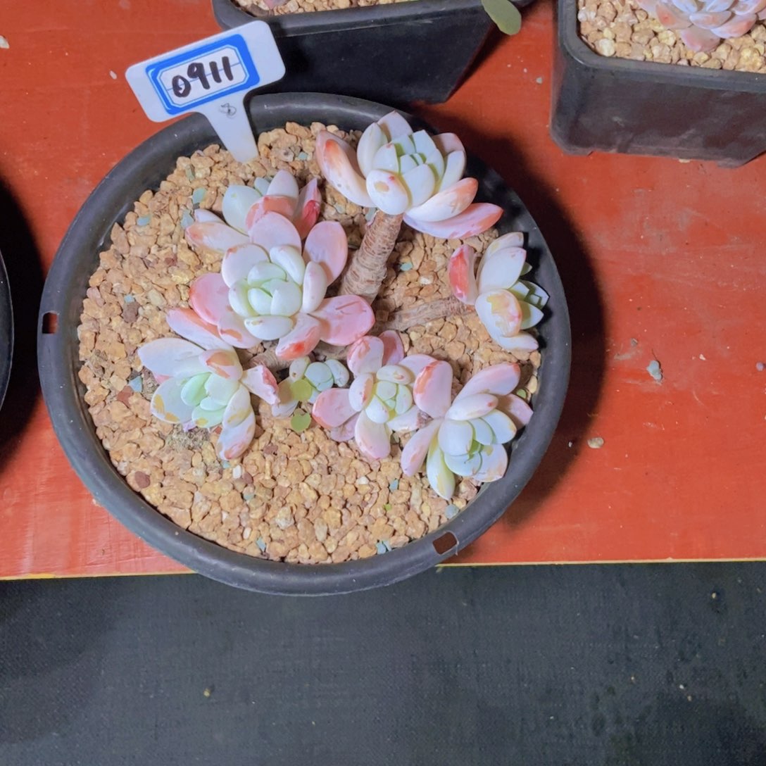 *****0911冷香一颗修根