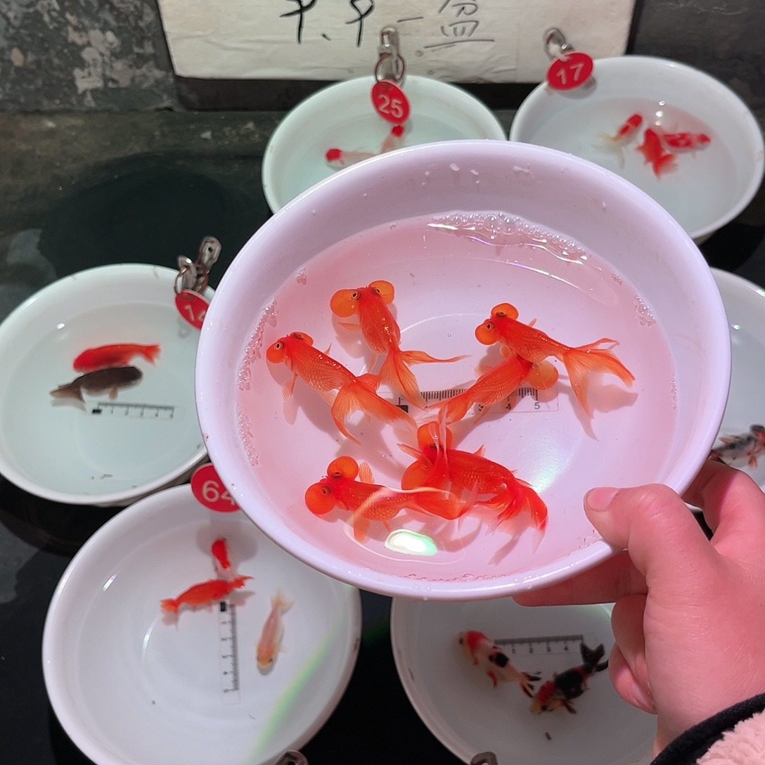 海水鱼2141111111111111