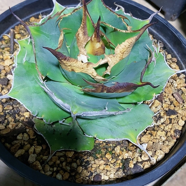 多肉植物龙蛇兰植物