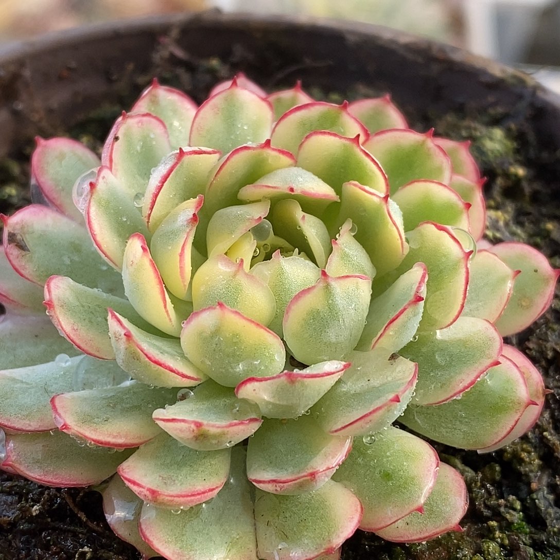 220梦幻群生哈哈哈哈哈