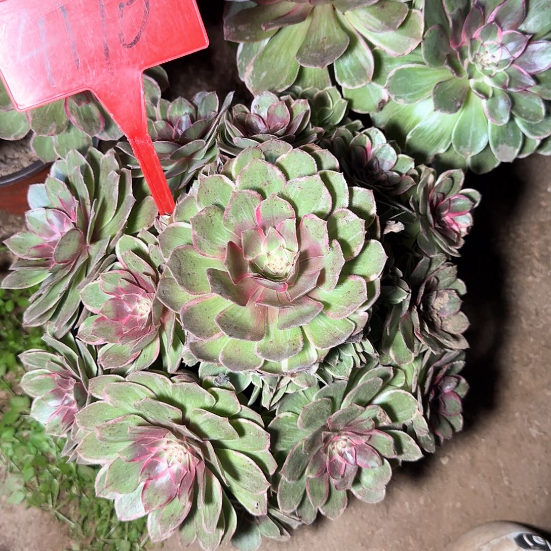 4110莲花座多肉法师